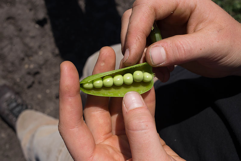 Martens Charolais & Seed CDC Green Water Peas